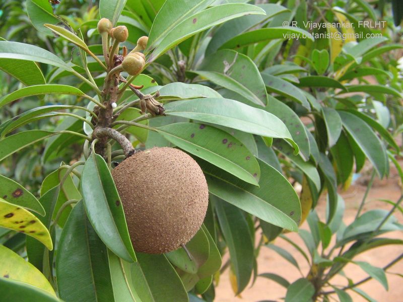 Manilkara zapota (Introduced) eFlora of India